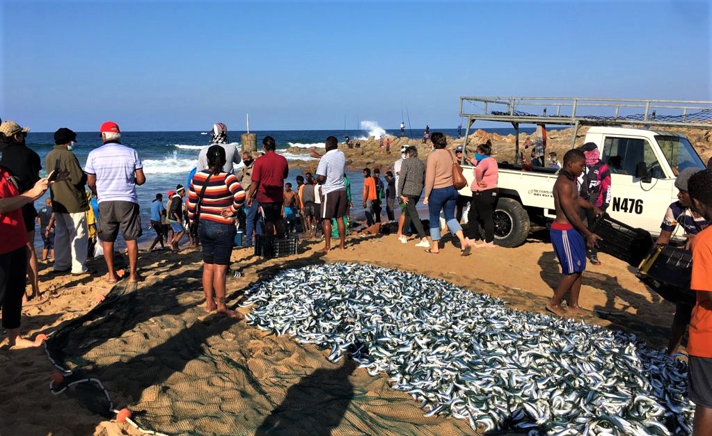 Sardines sightings 2021: Greg Hill snapped us this photo of the action at Hibberdene this arvo