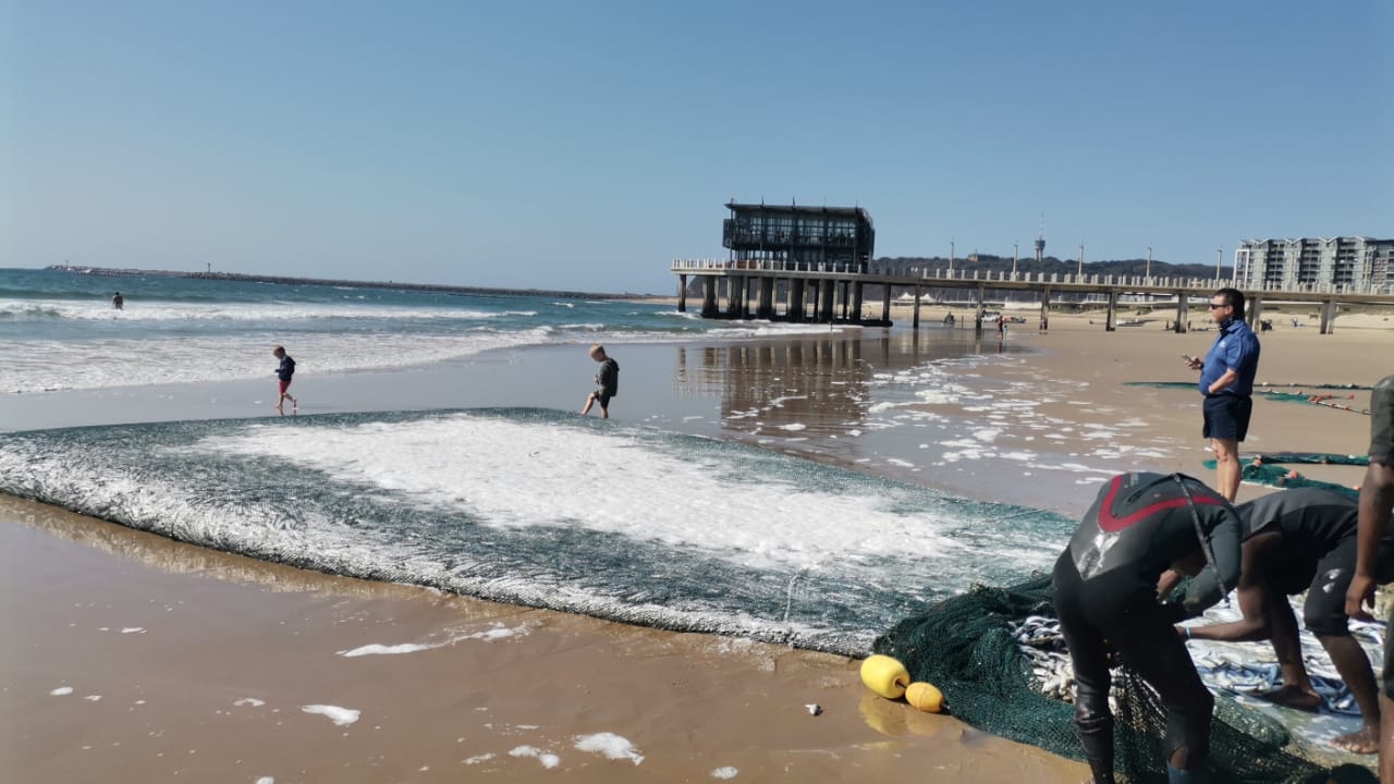 Third Wave Of Sardines Have Hit The Beach In Durban! - The Sardine News