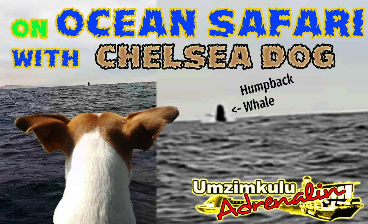 On Ocean Safari with Umzimkulu Adrenalin and Chelsea Dog