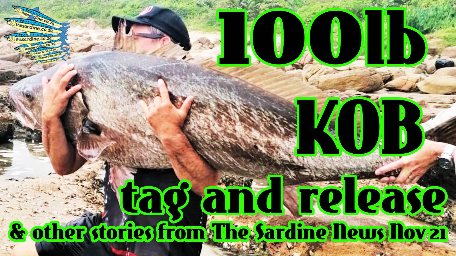 Catching Kob - The Sardine News