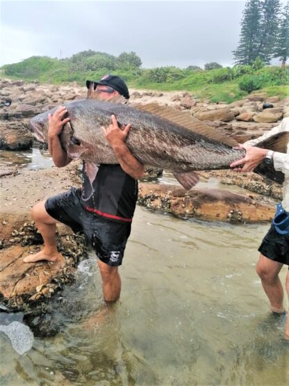 Surf fishing. Gerrard-Powells-100lb-kob-being-manhandled-back-to-the-water-correctly