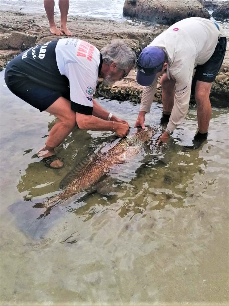 Surf fishing. Mr.-Ant-Nel-still-teaching-tagging-and-releasing-Gerrard-Powells-100lb-kob-for-him