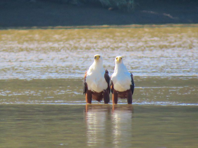 The fish eagles of the Umzimkulu: Love in the air on the Umzimkulu Estuary