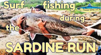 Huge shad/bluefish caught on small rod - Shad fishing Durban 2024 