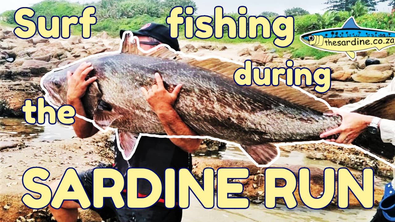 Surf fishing during the sardine run - The Sardine News