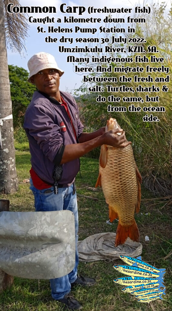 Of all the estuaries we have destroyed in KZN Natal, the Umzimkulu still holds out. As the last free-flowing river of any significance. Carp (which is invasive) - like our indigenous freshwater species caught and pictured here, use the flood pulse and free-flowing river to survive in. This fish was caught way down from the St. Helens Pump Station. In the dry season. When there is meant to be saltwater ingression. Clearly there is not.