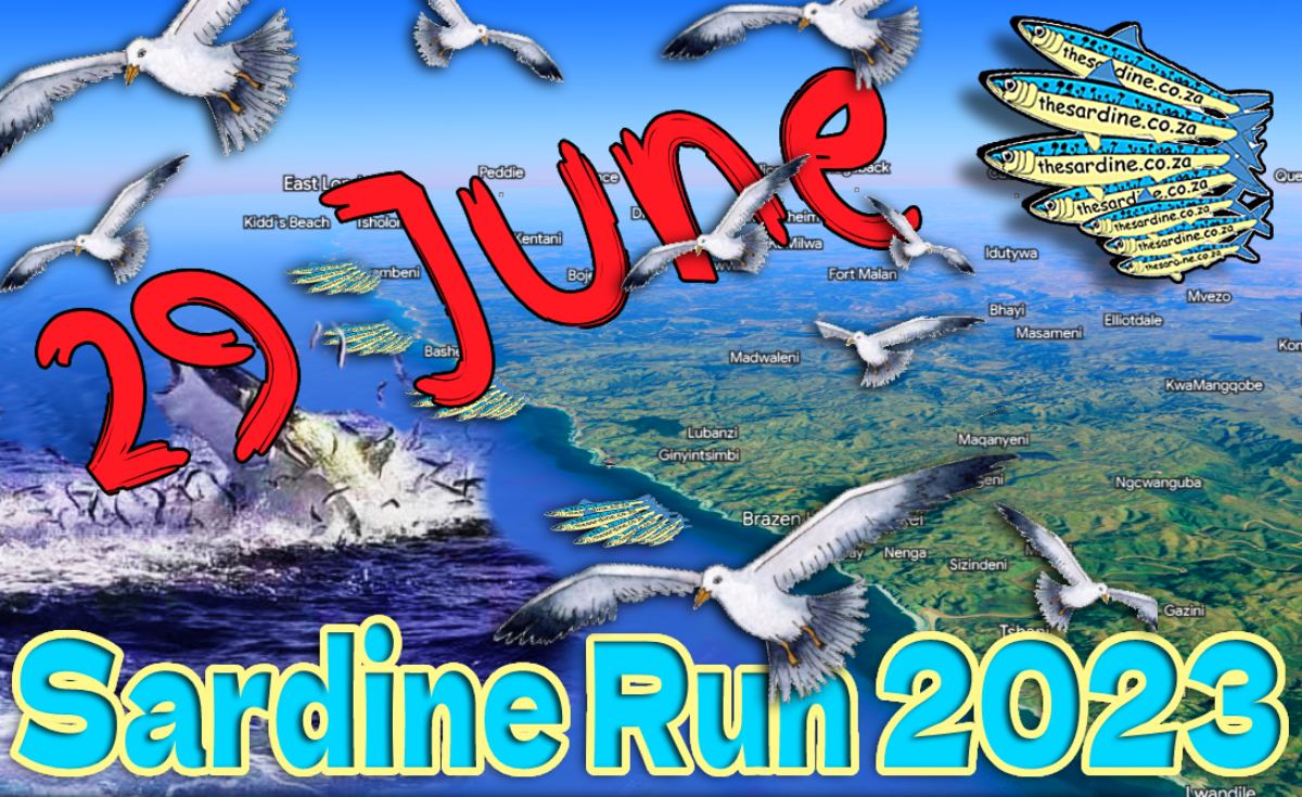 29 June 2023 Sardine News Report