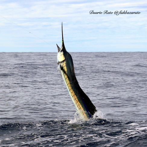 Although it is blue marlin season up north, sailfish also come in to play.