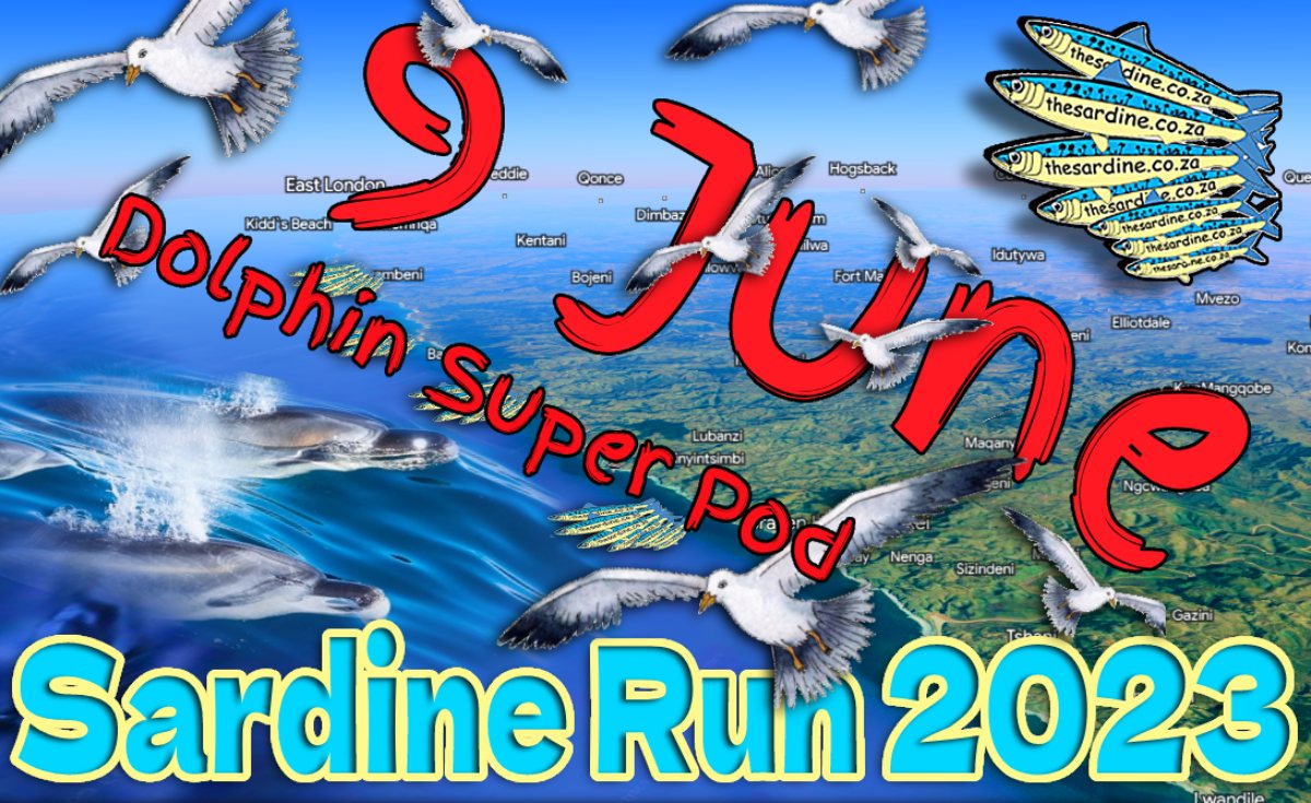 9 June 2023 Dolphin Super Pod passing Mazeppa Bay and BIG fish off Durban