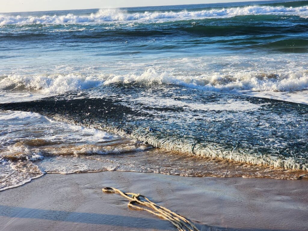 Tony Moon and crew just got this huge net at Warner Beach this very morning.