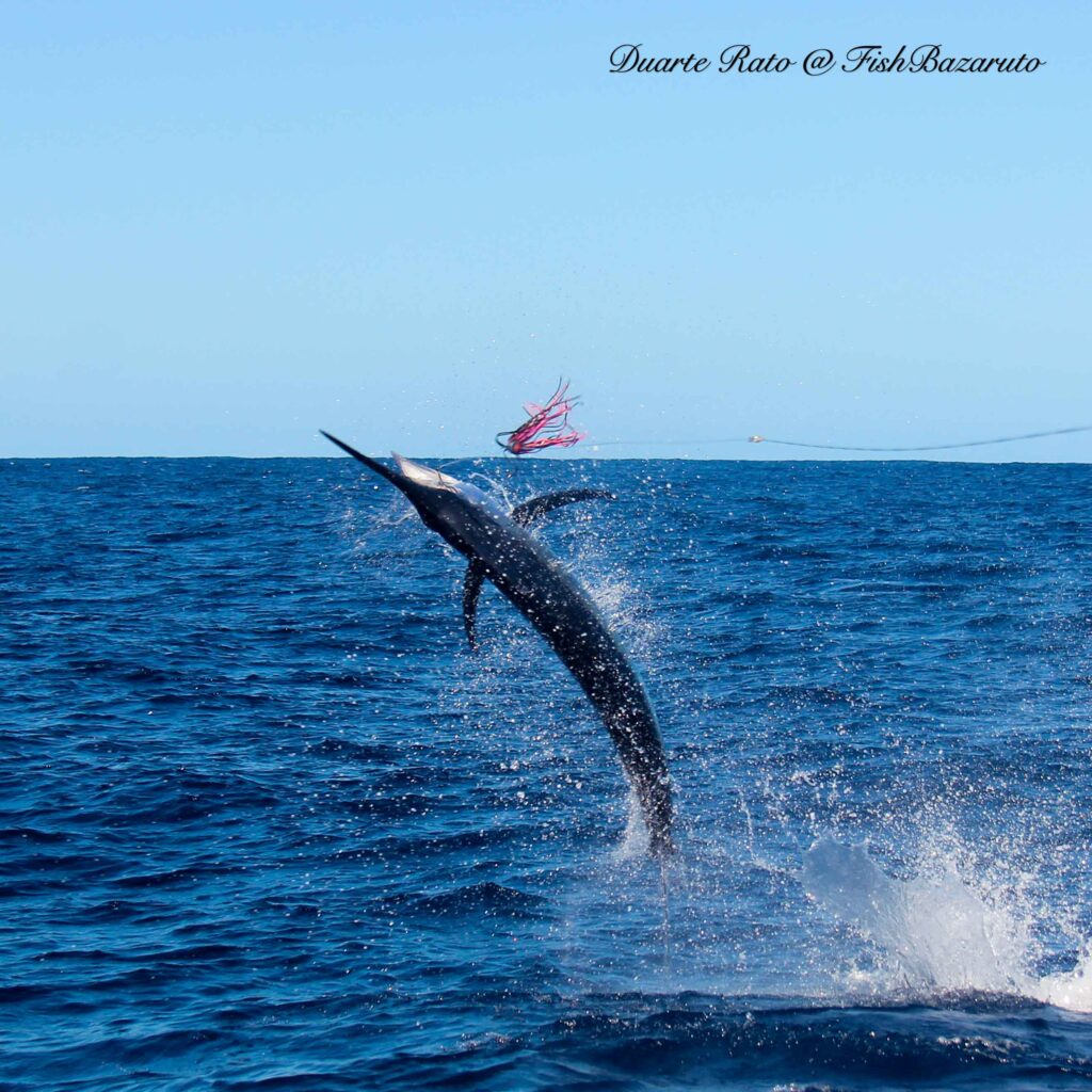 Cute hey? A Bazaruto Baby Black marlin in a tantrum recently