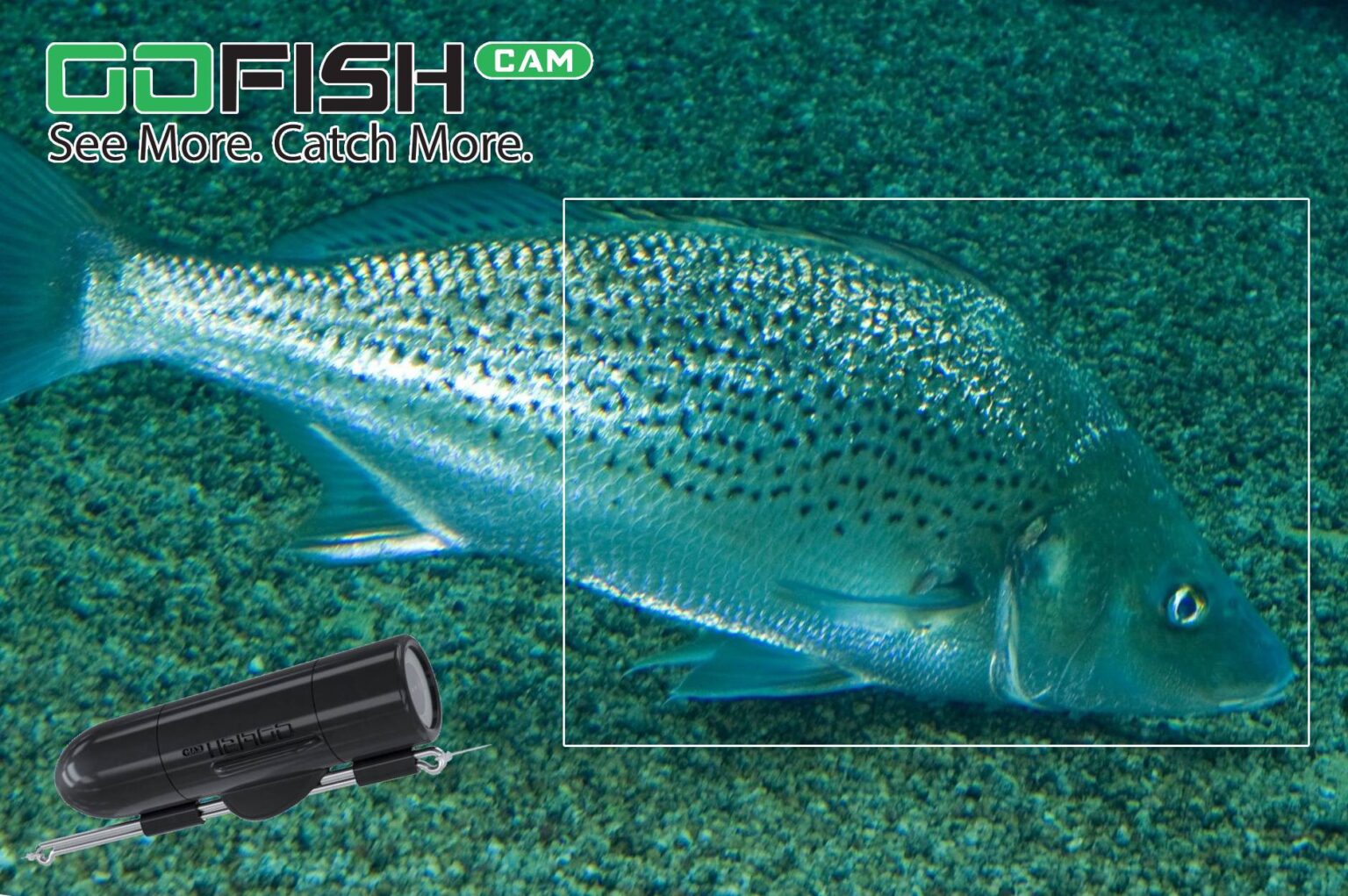 Grinter Fish spotted-grunter-trail-gofish-camera-umzimkulu-estuary