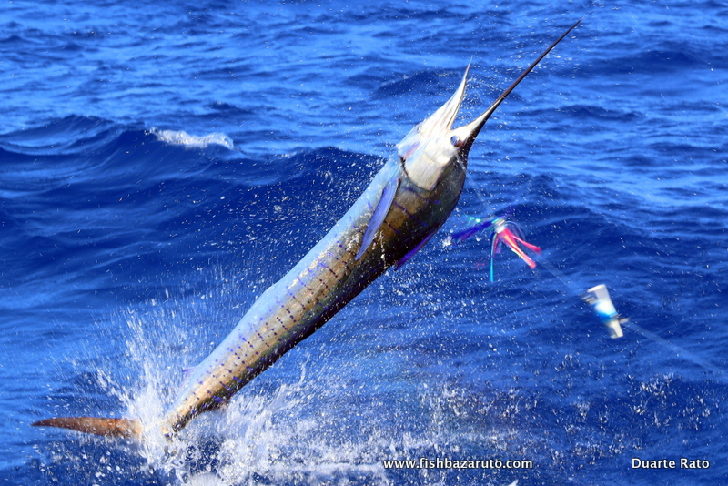 Vilankulos weather and fishing in November