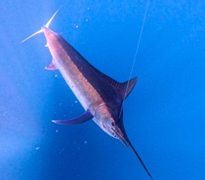 Check out the 2024 FishBazaruto Packages