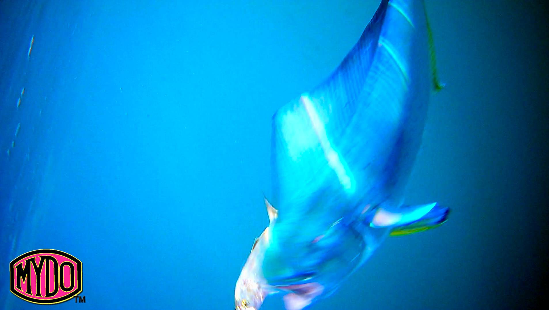 Dorado Strike Analysis - Strike Three - another headshot and she refuses to let go