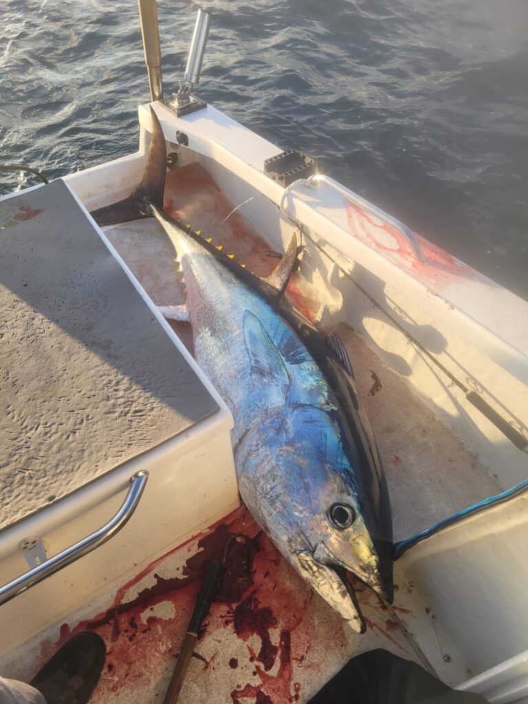 The northern bluefin taken in the Mediterranean yesterday