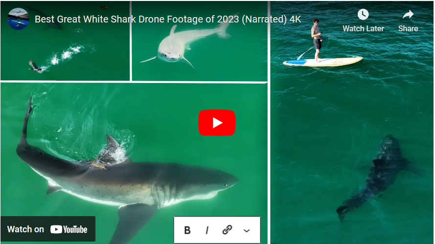 Baby Great White Shark video
