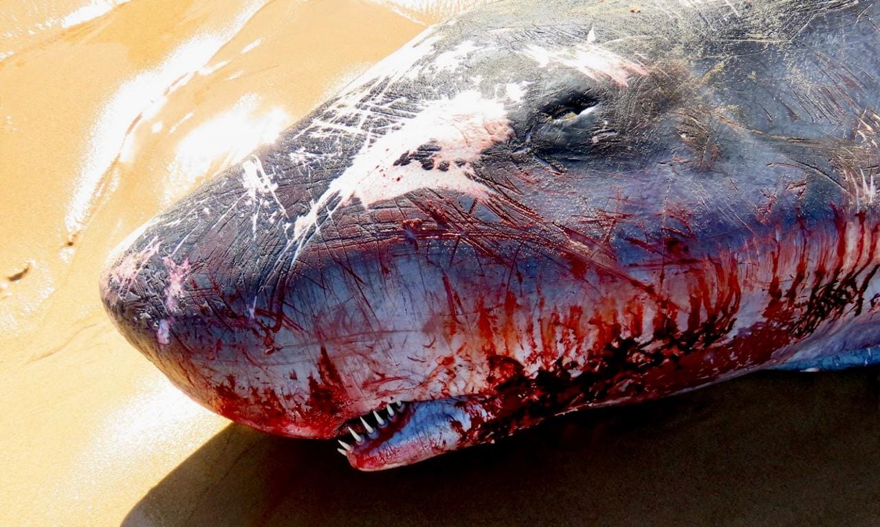Dwarf Sperm Whale death by shark net