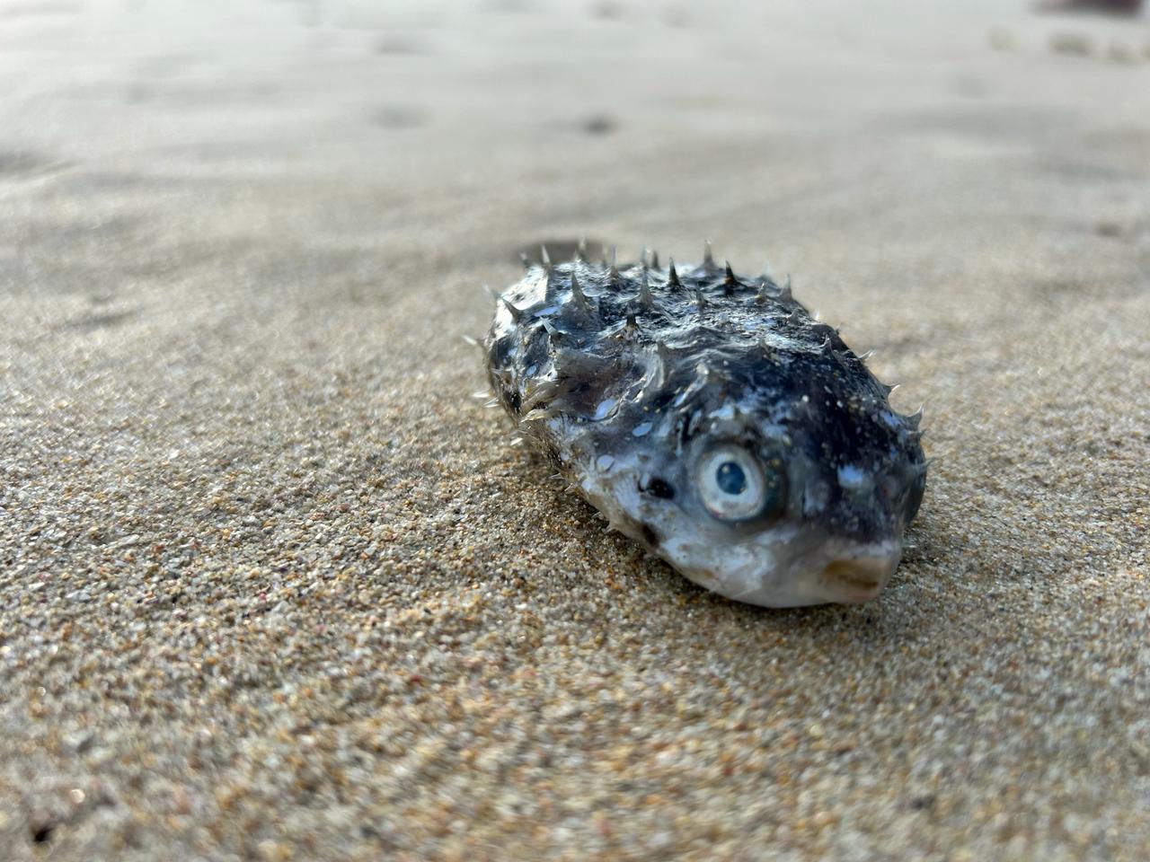 Boxfish dead on St Francis Beach