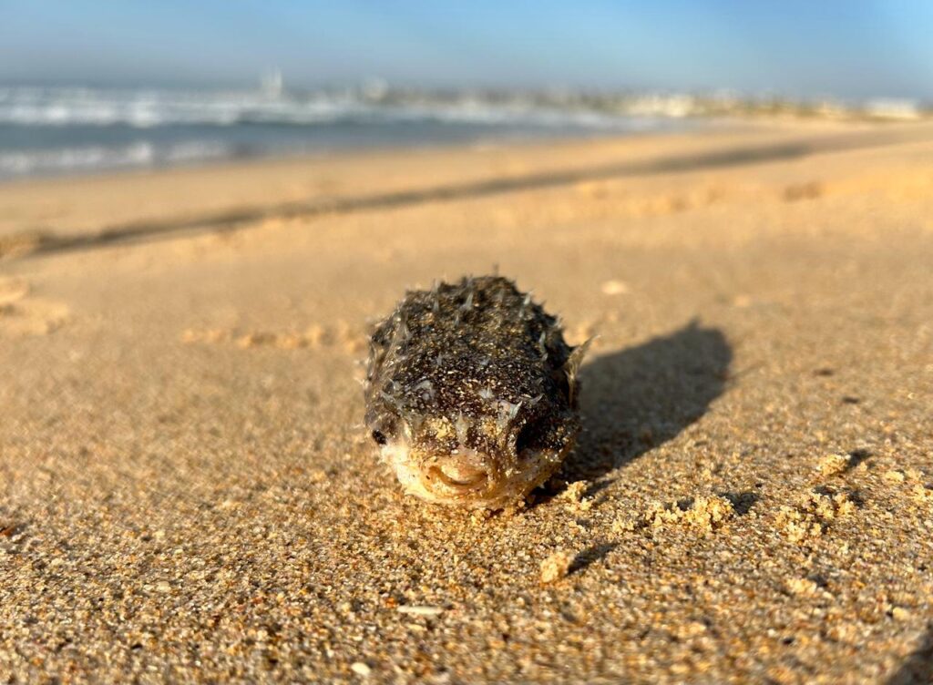 Dead boxfish at St Francis