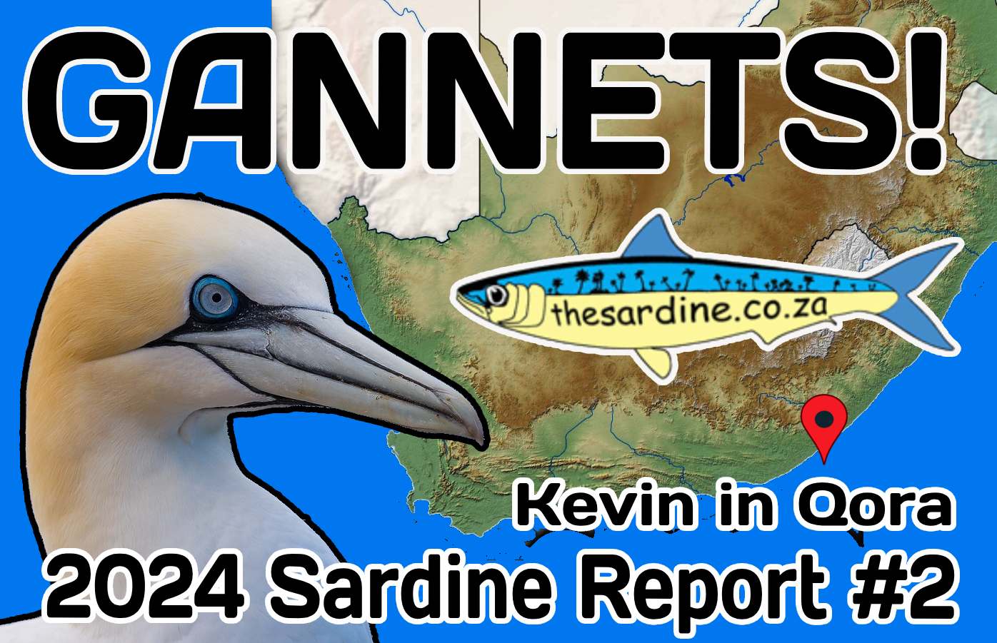 Gannets in 2024 Sardine Report Number Two