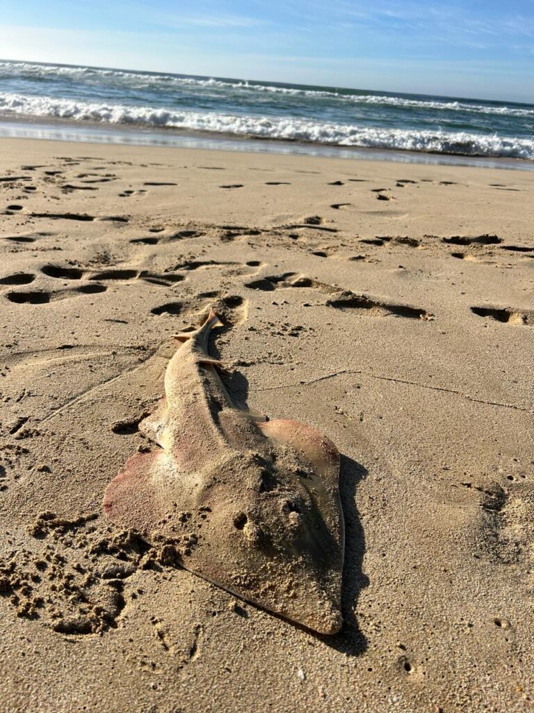 Guitarfish succumbed on St Francis Beach