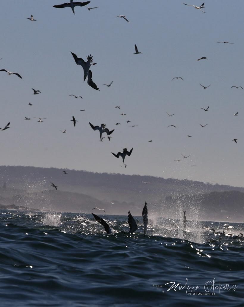 Gannets at The Cintsa Sardine Show as captured by Nicole