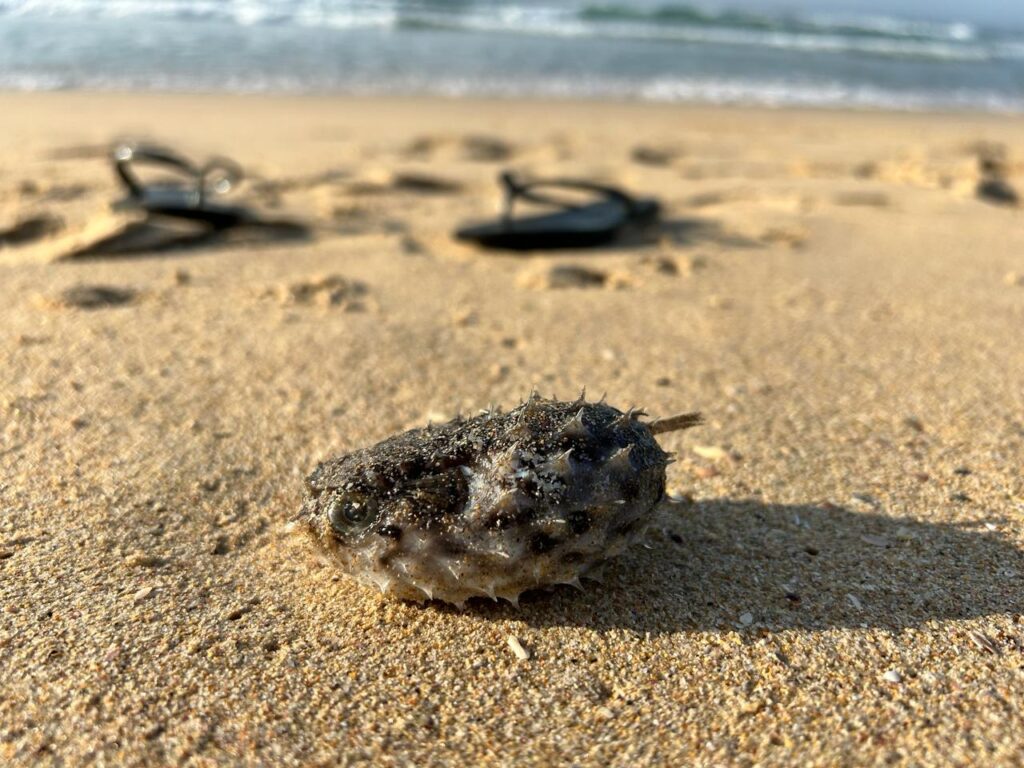 Pretty little boxfish aground in Cape St Francis