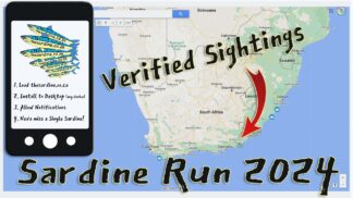 Sardine Run 2024 Sightings Map