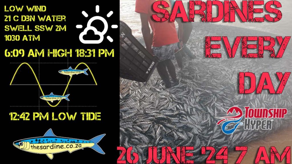 Sardines every Day by Adam Kamdar 26 June 2024
