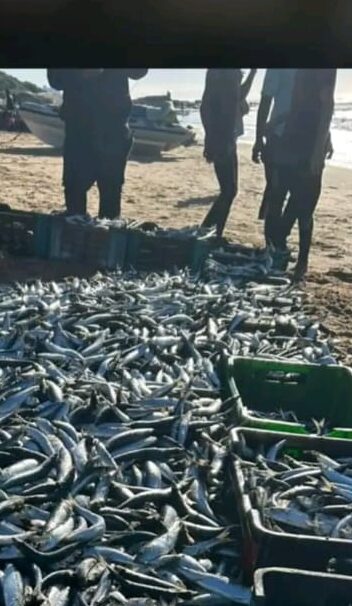 Some false sardine news from today. NO nets went in this morning at Port Edward.