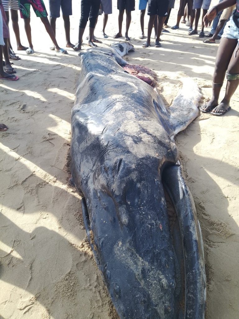 Dead Baby Humpback Whale at Praia do Tofo