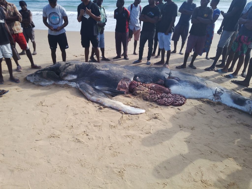 Dead Baby Humpback Whale in Tofo Mozambique