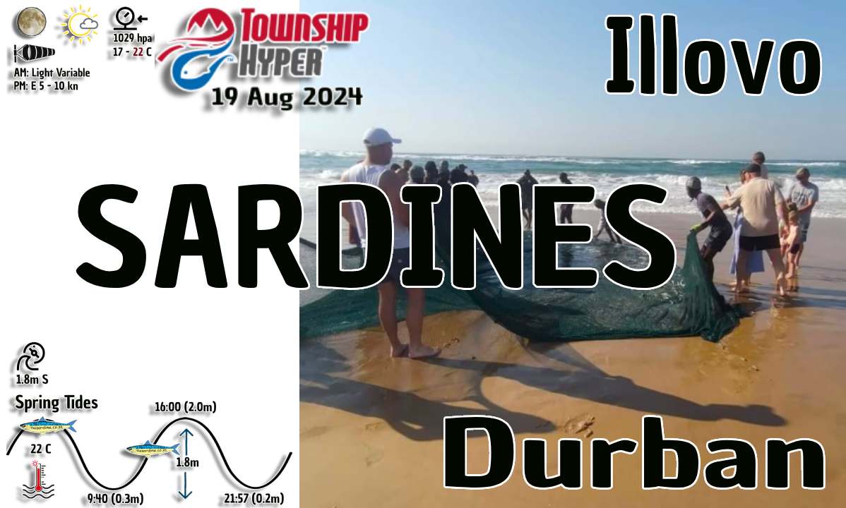 Sardines Still Being Netted in Durban 19 August 2024