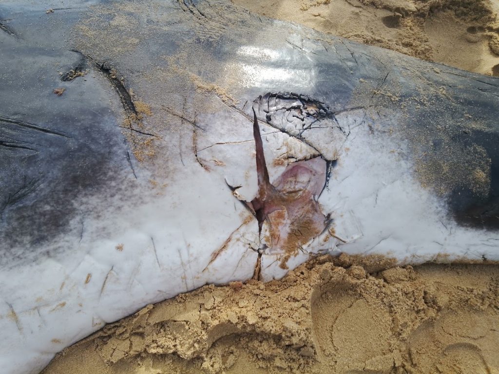 Shark bite on baby humpback whale washed up at Tofo in Mozambique