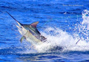 MYDO Professional Boat Rigging Service