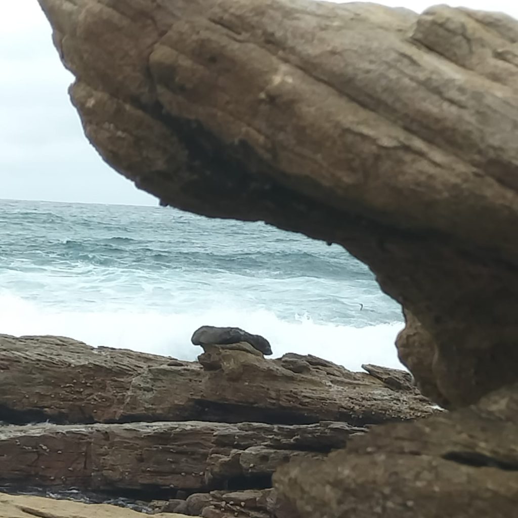 Cape Fur Seal and a Cormorant at Port Edward.