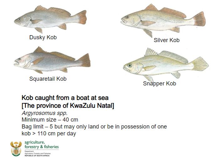 Kob species