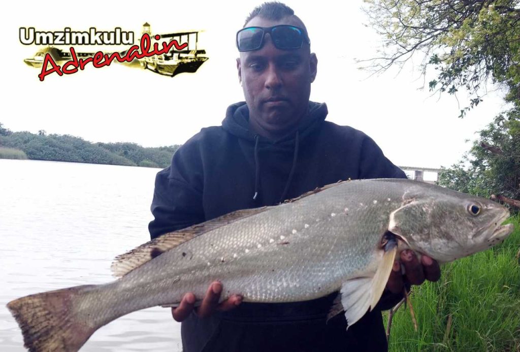 The Nash and his Square-Tailed Kob Fish October 2024 Umzimkulu Estuary