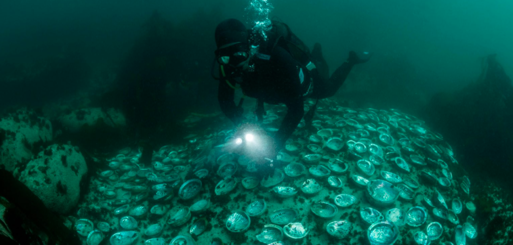 Abalone vs Rhino Horn