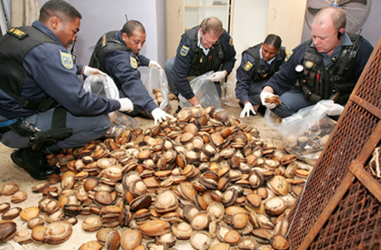 Abalone vs Rhino Horn being counted