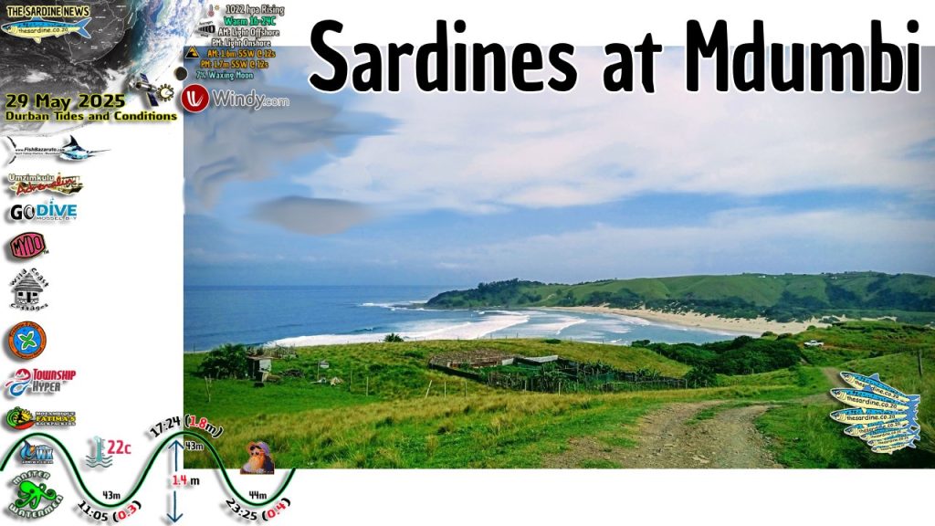 Sardines at Mdumbi
