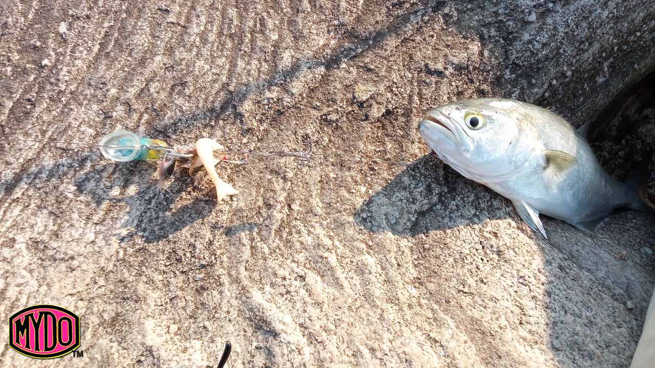 Shad Report by MYDO Fishing Lures
