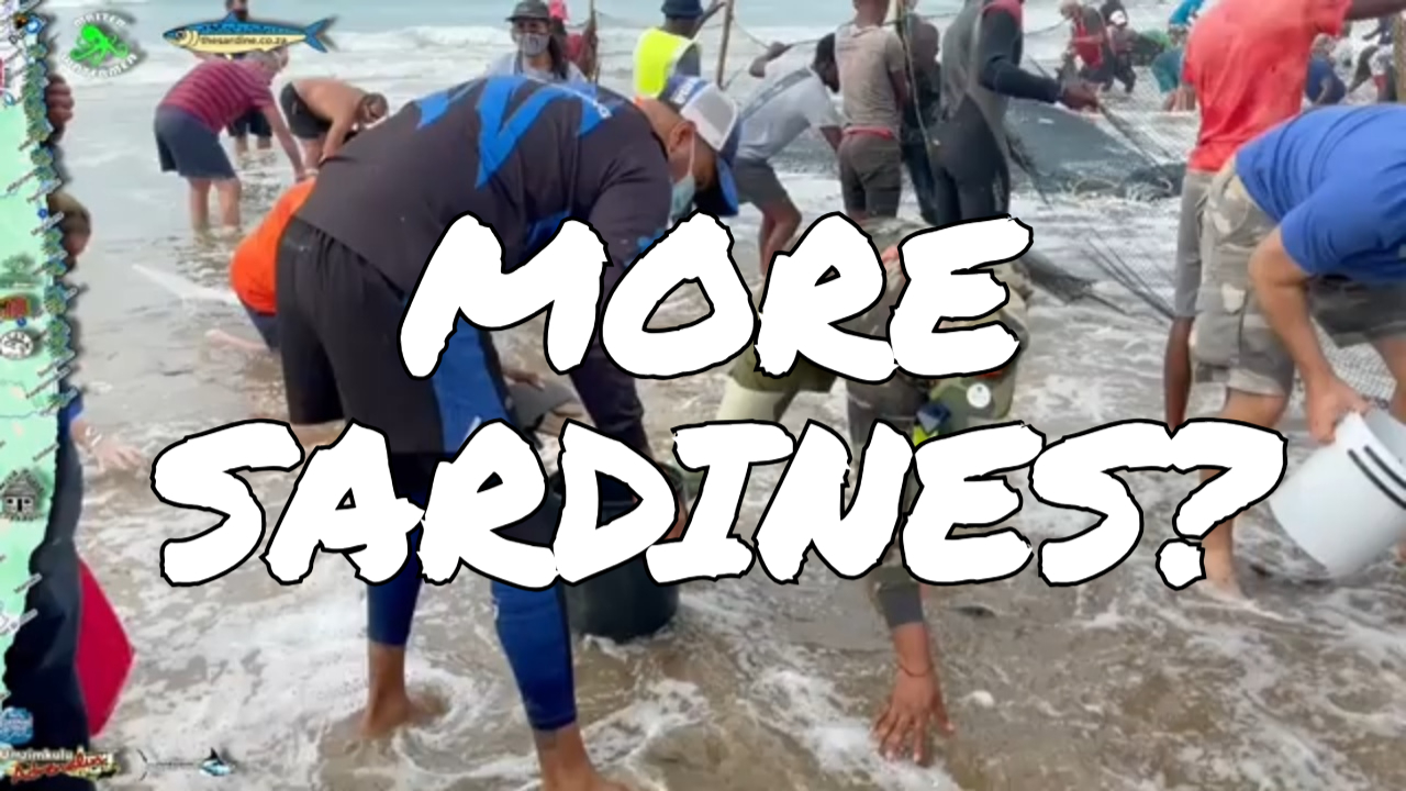 Fishing and Sardine Roundup from Durban to East London #sardinerun2025 #sardinemigration #fishing