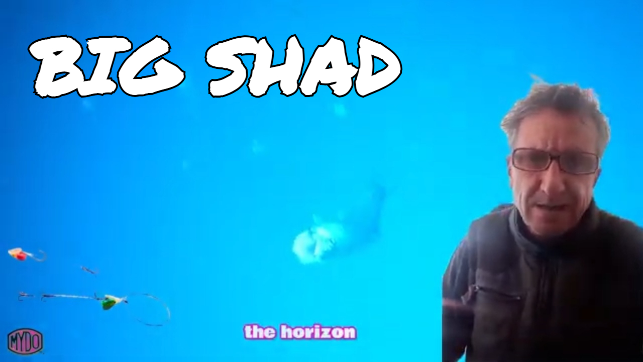 How to WIN the KINGFISHER SHAD Competition featuring MYDO Silver Bullet Baitswimmers #shad #fishing