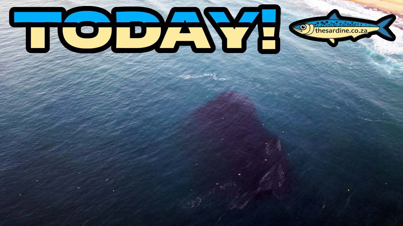 MASSIVE SARDINE SHOALS at Port Edward and Margate Today 15 August 2025 #sardinerun2025 #sardines_
