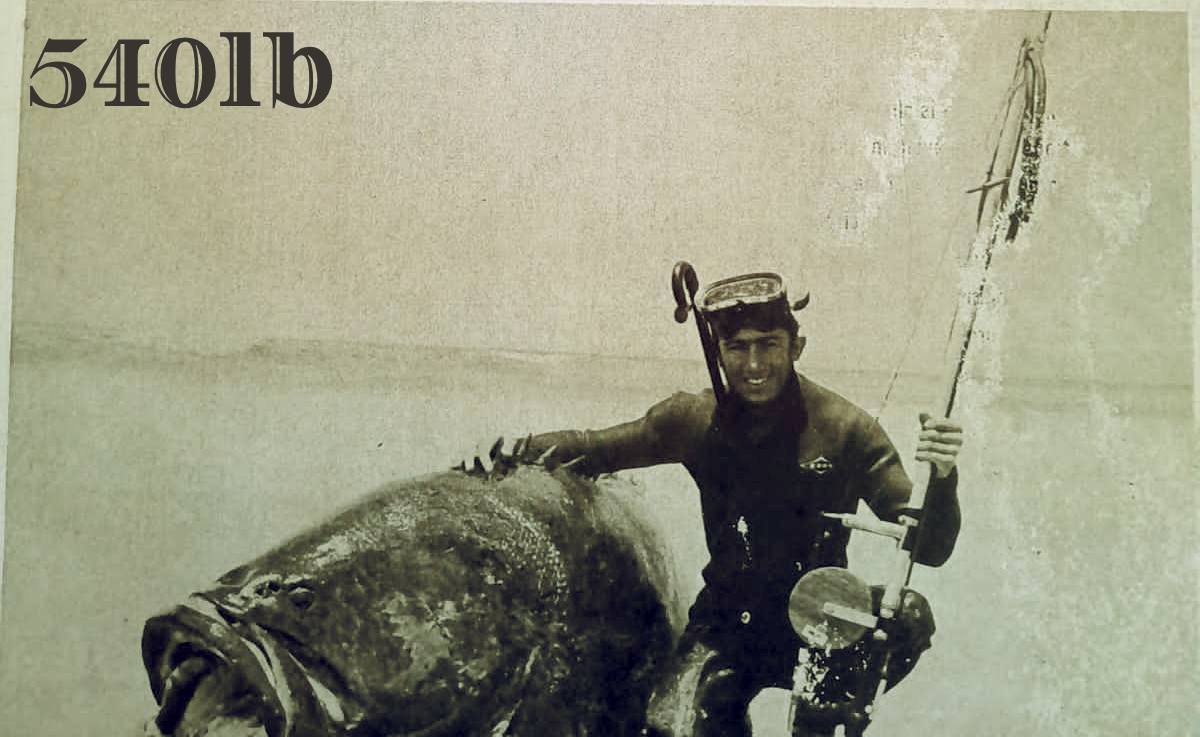 Historic 540lb Grouper shot in 1970 is Back in St. Lucia