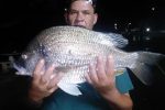 4.2kg Perch by Paul of Umzimkulu River Cruises