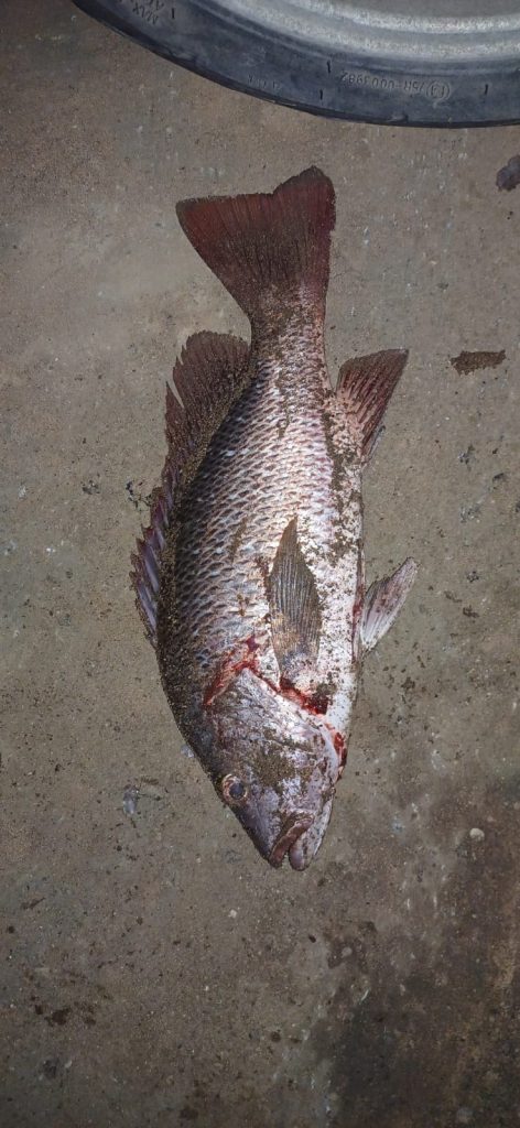 Kingfish, Garrick, Perch and Tarpon! Umzimkulu Estuary is Cooking right now!