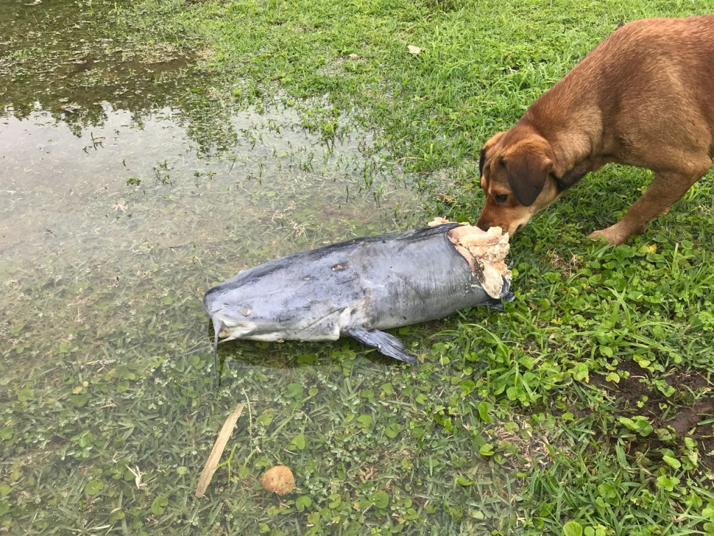 That is BIG dog, never mind the barbel. I estimate that fish would have gone 20kgs plus. It washed up during a flood.